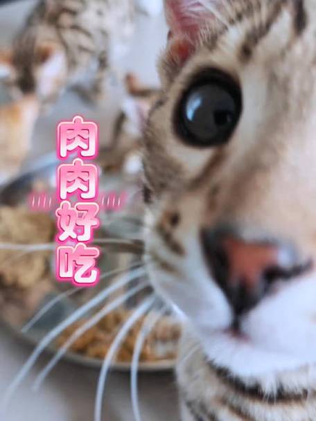 豹猫不可以吃什么