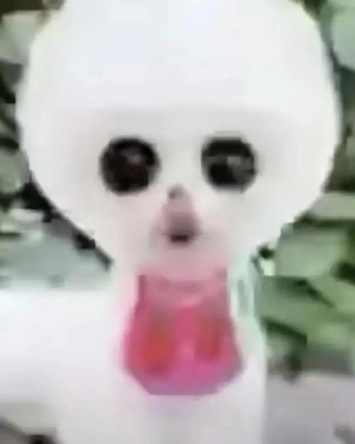 狗meme表情包