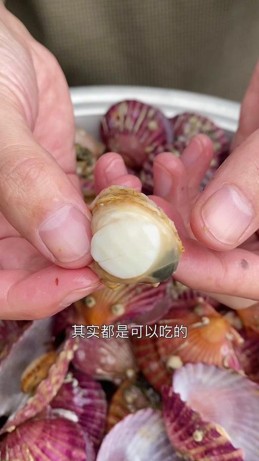 6种人不宜吃扇贝