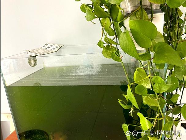 鱼缸养鱼可以不换水吗截图3