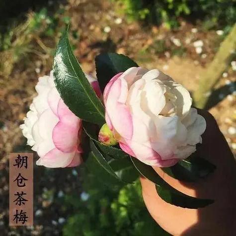 茶梅品种图片名称大全