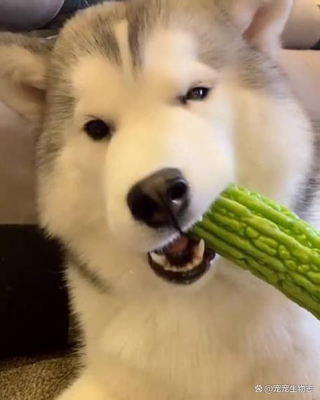 狗吃苦瓜的好处