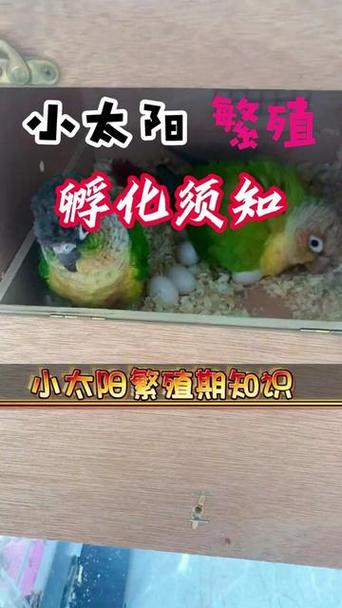 小鹦鹉多久能生蛋
