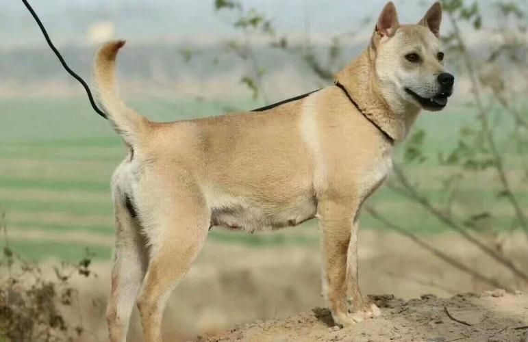 土猎可以当护卫犬吗