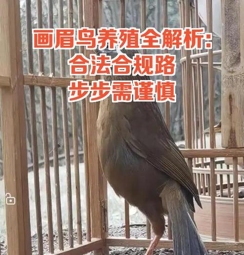 养画眉鸟是圆笼好还是方笼好