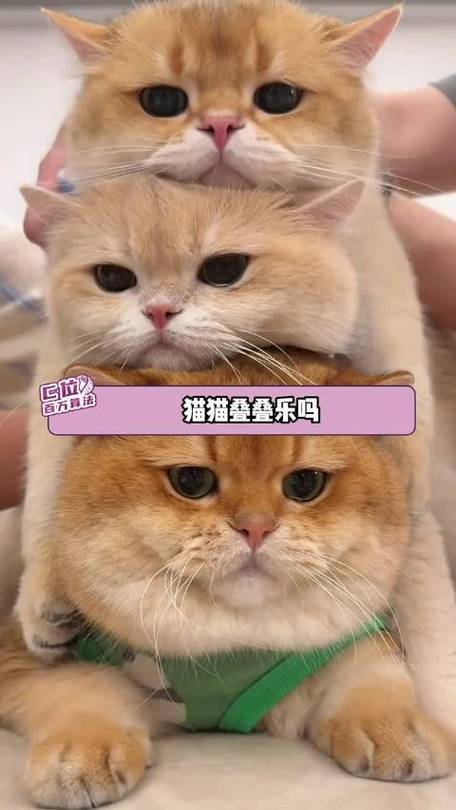 萌宠叠叠乐赚钱下载