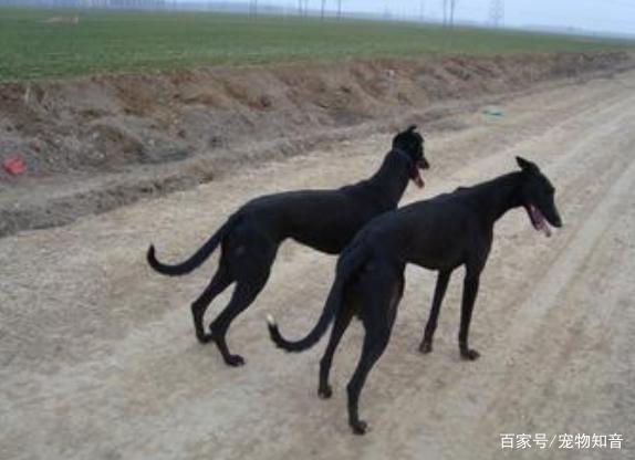 哮天犬是哪个品种的狗