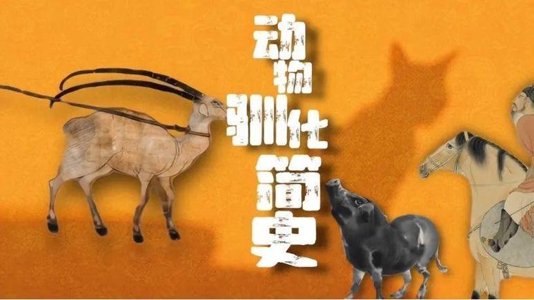 驯化动物对人类的影响