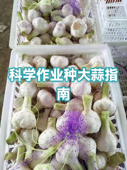 种蒜是全埋还是露头