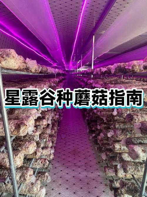 蘑菇农场怎么种蘑菇