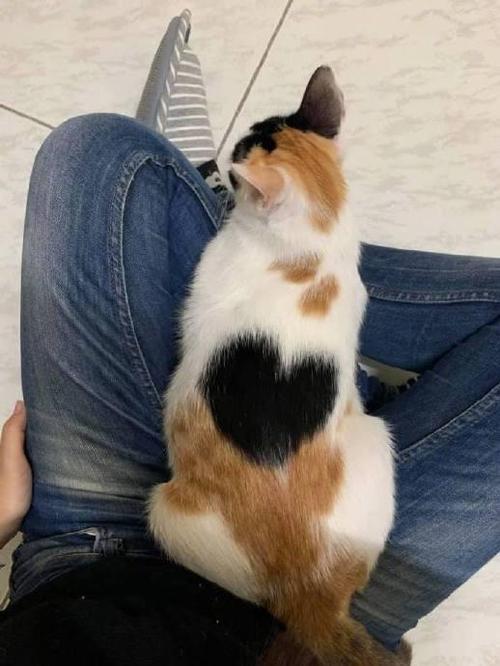 背上有爱心的猫
