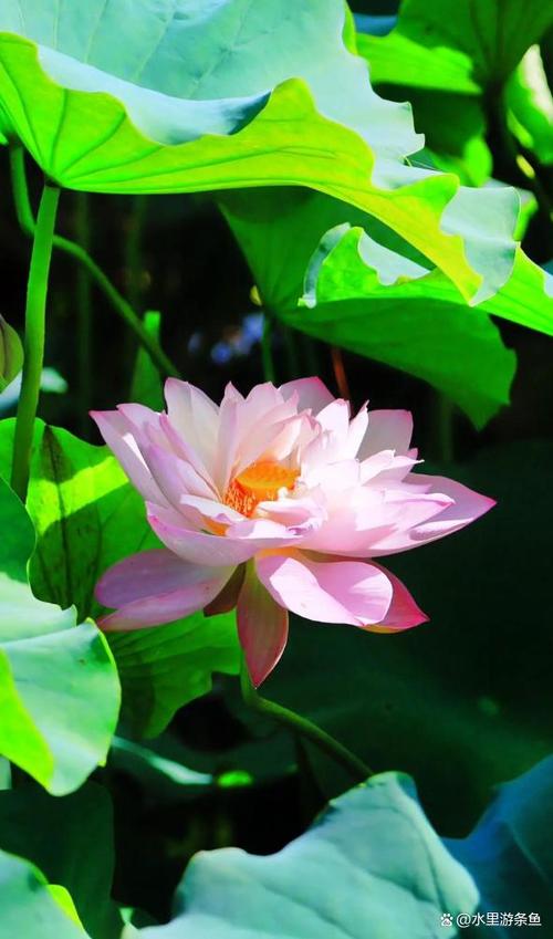 莲花象征什么意义