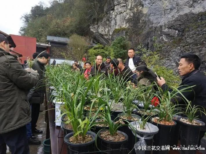 中国兰花交易网怎么付款