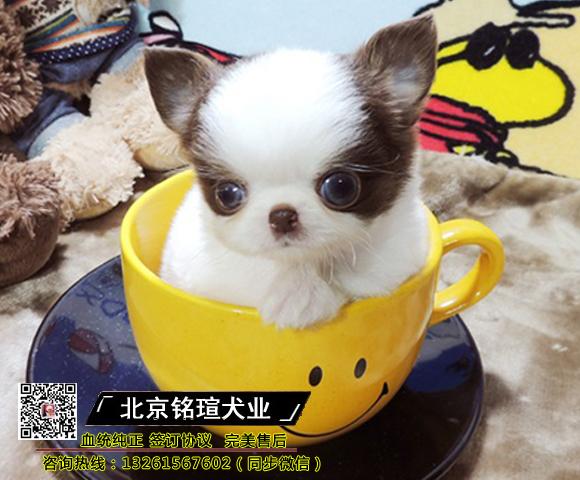 茶杯犬哪里有卖