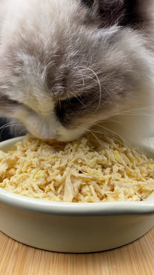 吓唬小猫的猫肉汤语音