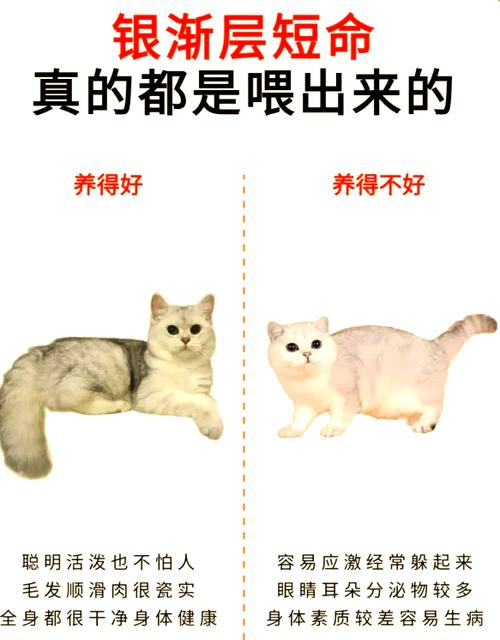 养猫的方法和技巧