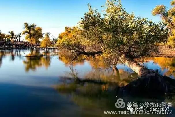 如梦云边小说全文免费观看