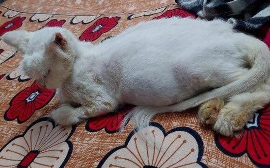 猫传腹干性最明显的症状