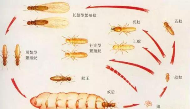 蚂蚁保护板app