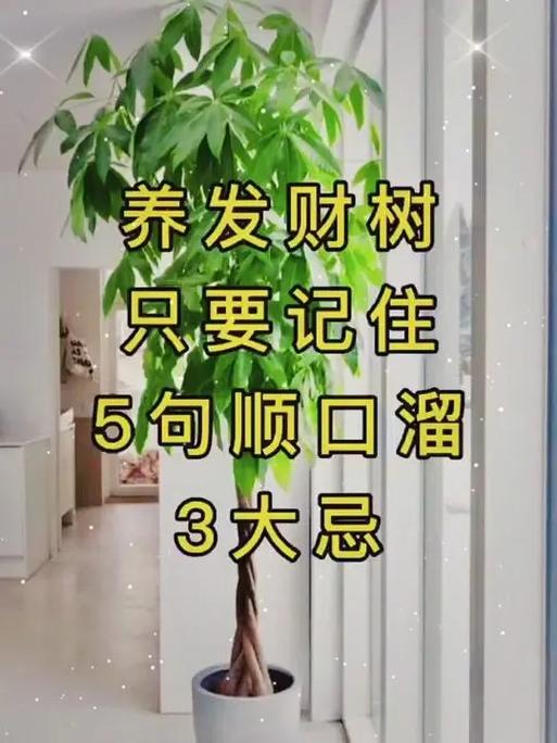 养发财树10大忌