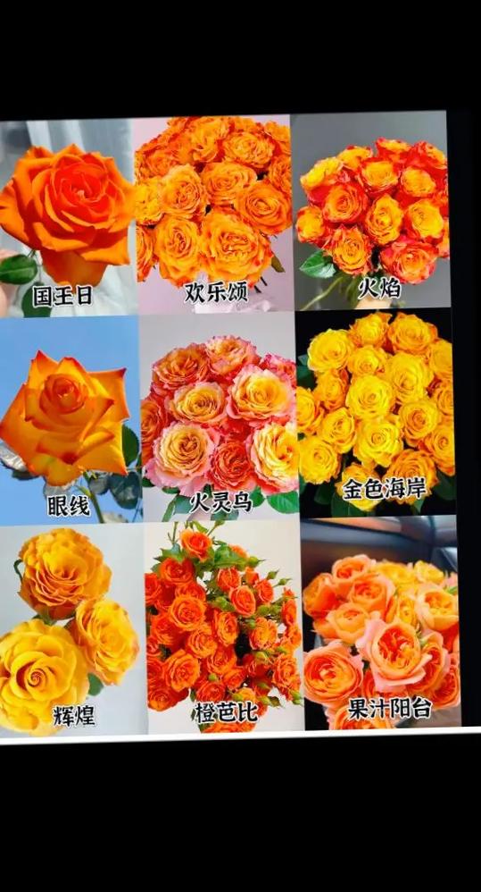 橙色系花草本花卉
