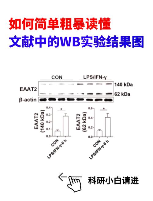 WB中mock是什么意思