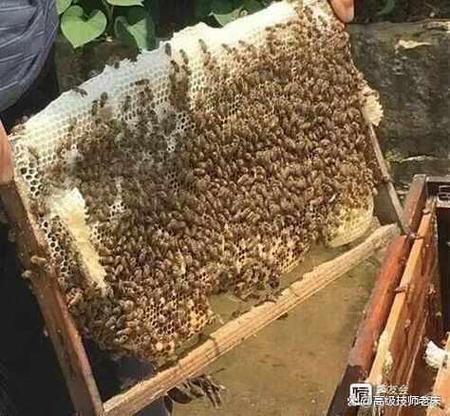 中蜂转场多久认巢成功
