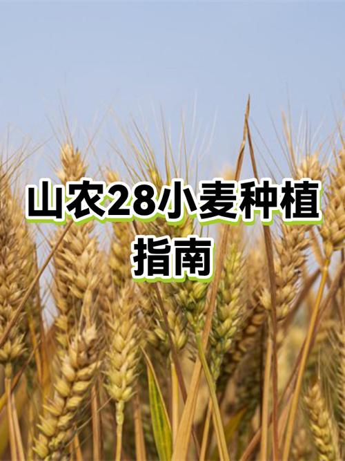 种植小麦的自然条件截图1