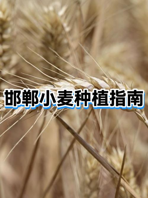 种植小麦的自然条件截图3