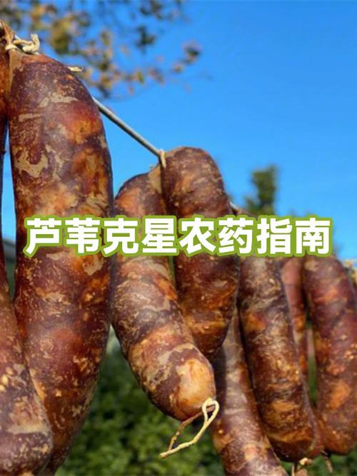 芦苇的克星第一名