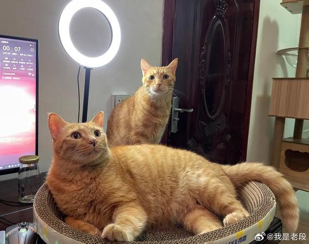 重生成橘猫的我被直播了