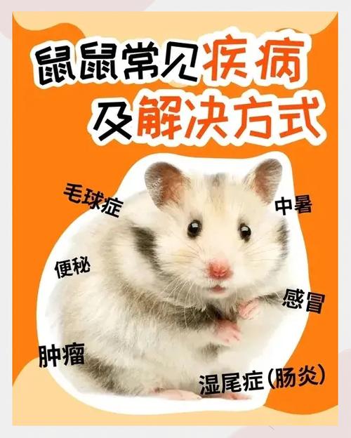 家养的仓鼠会有鼠疫吗