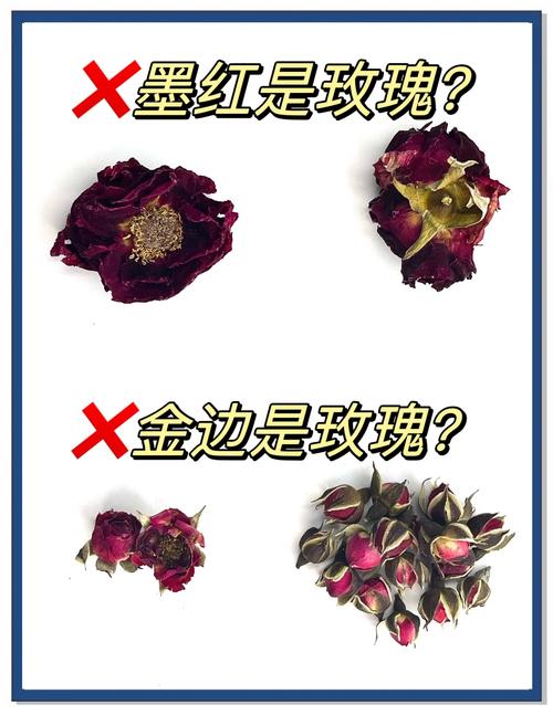 怎么分辨玫瑰和月季