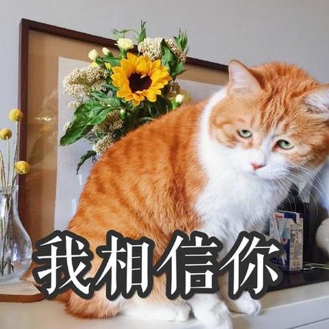 八个字赞美猫 八个字赞美猫