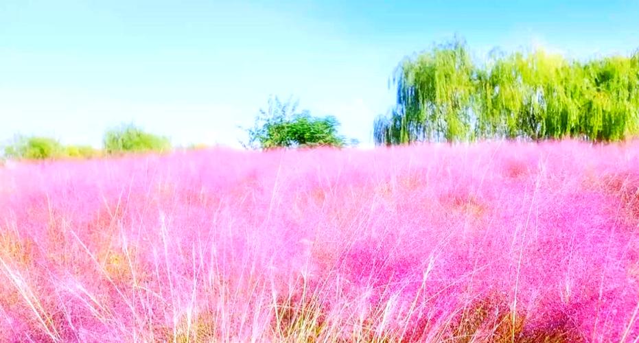 花海湿地公园