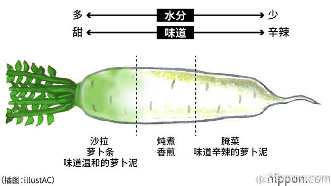 萝卜的来源和历史