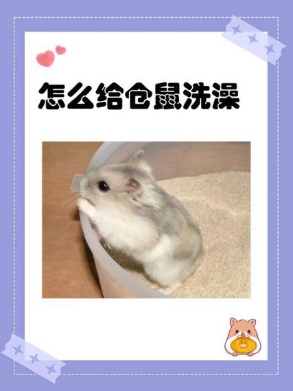 可以给仓鼠洗澡吗
