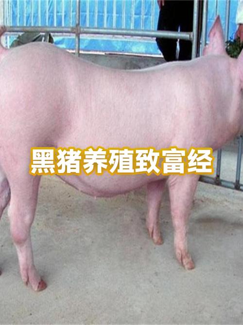 2019黑猪养殖致富经
