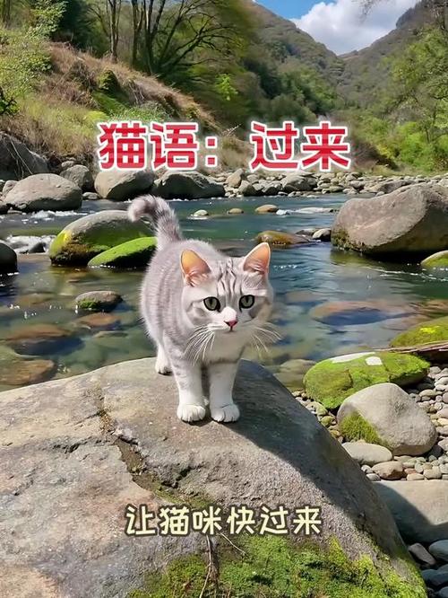 让猫过来的猫语怎么说语音