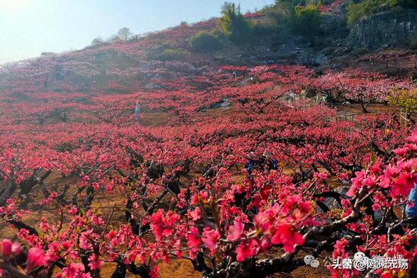 桃花源桃花缘桃花源里桃花缘