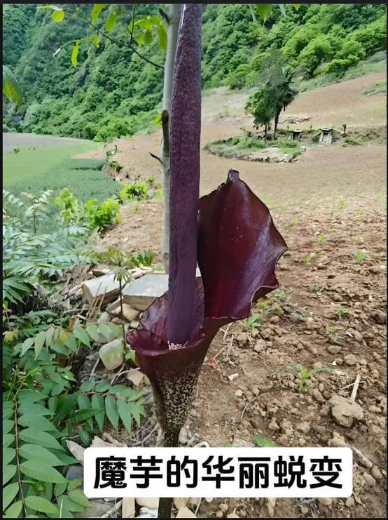魔芋品种及图片大全