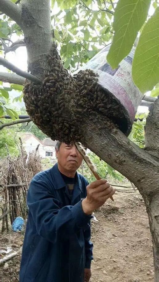 蜂蜜100一斤贵不贵