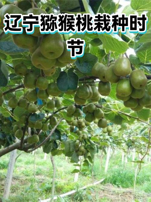 奇异果怎样取消自动扣费