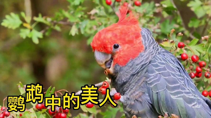 鹦鹉眼中的大美女截图2