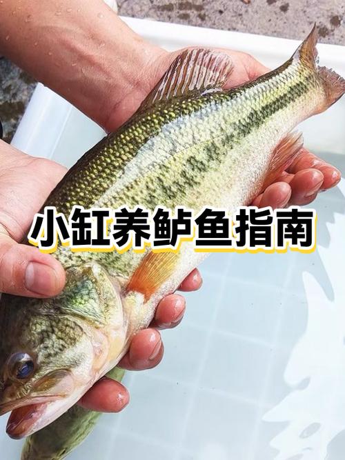 小鱼缸养鱼的注意事项