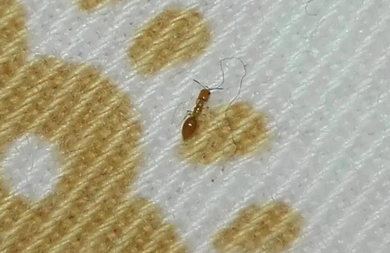 床上棕色的虫子像蚂蚁