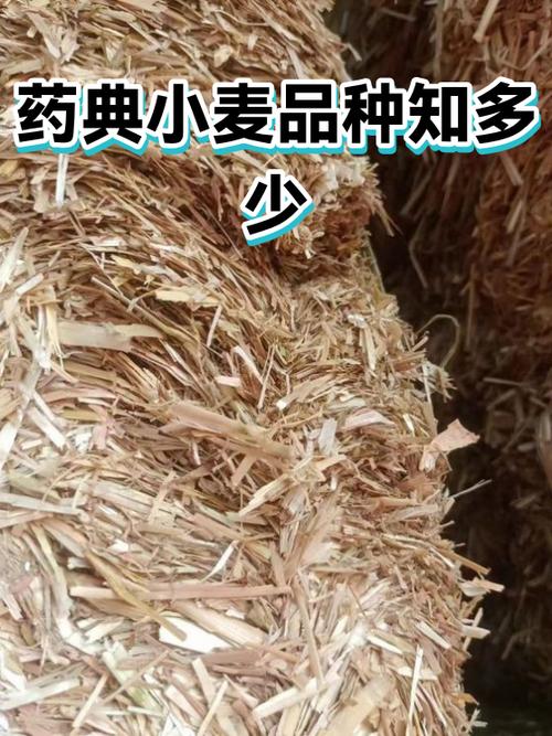 2020版中国药典麦芽