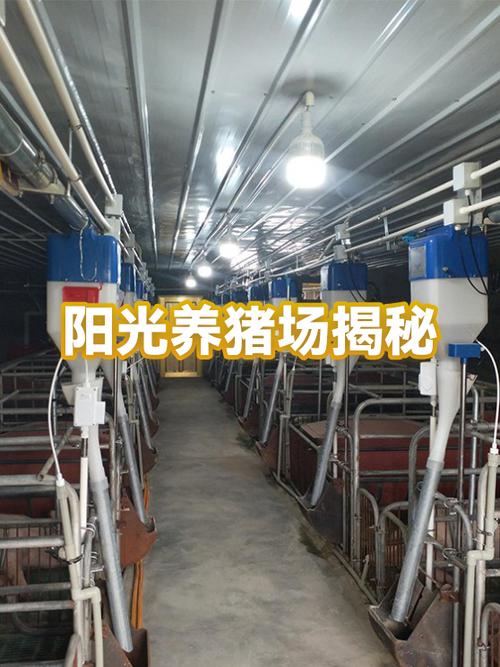 阳光养猪场赚钱是真的吗