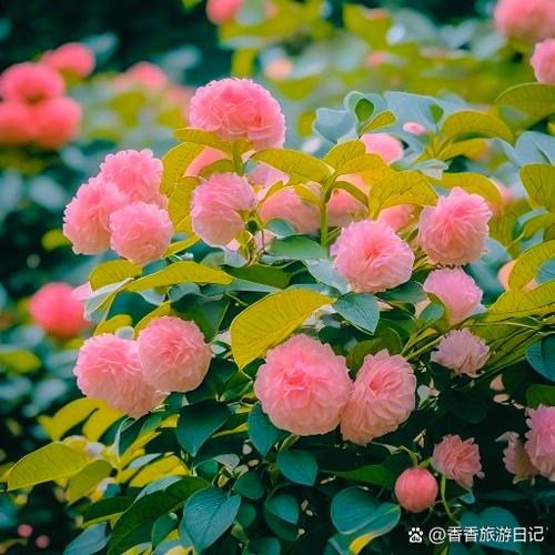 繁花似锦queen