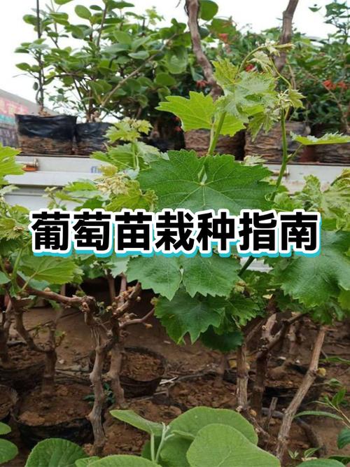 现在种葡萄树能种活吗